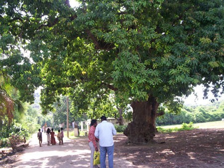 என் தோட்டத்து இலுப்பைமரம்
