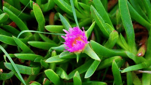 बहार आने तक