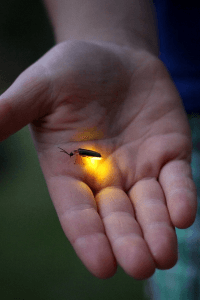 ಮಿಂಚು ಹುಳು