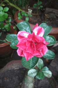 कब मिलोगे