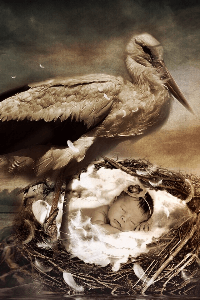 নীড় হারা পাখি