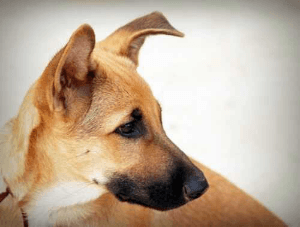 కుంటి కుక్క..