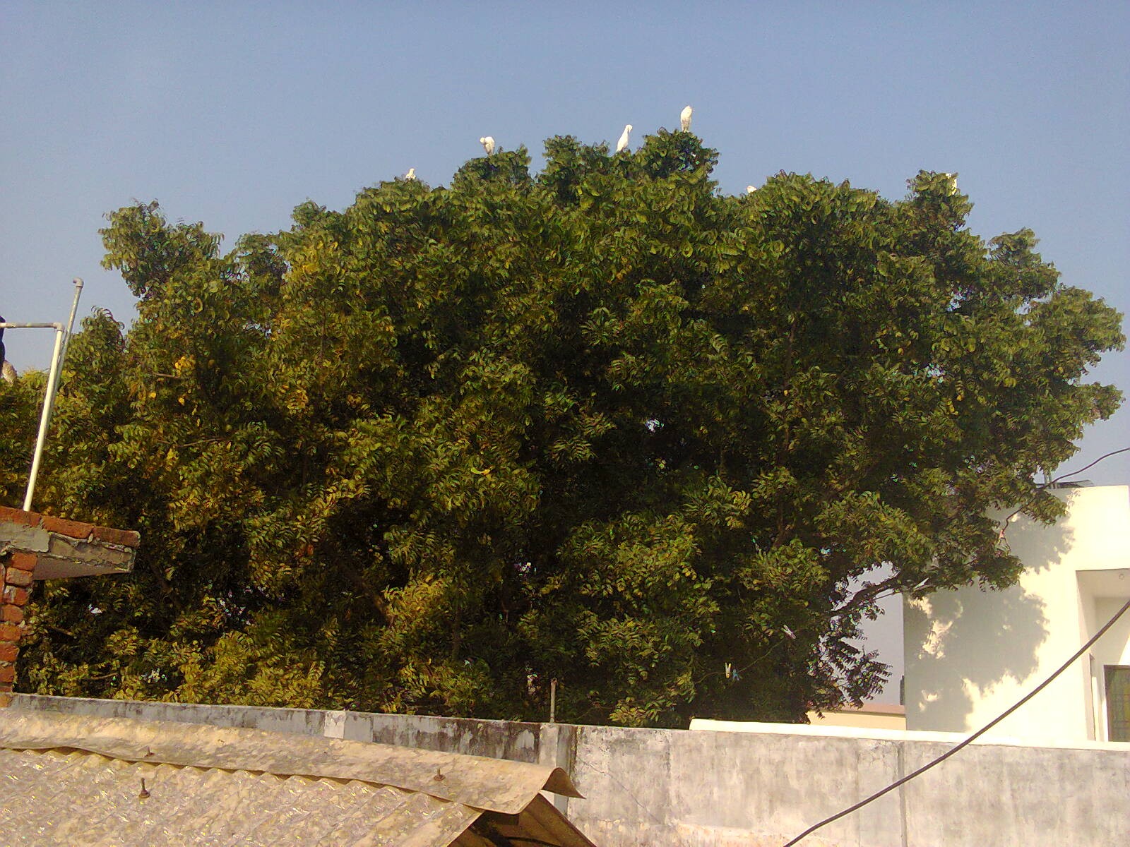 सुनहरी  चिड़िया
