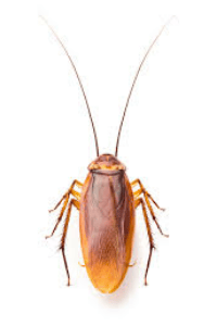 ಜಿರಲೆ ತರಲೆ