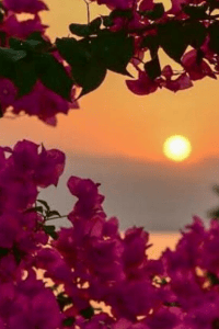 নব প্রভাতের আগমন