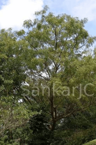 ಗೌಡರ ಆಪ್ತಮಿತ್ರ