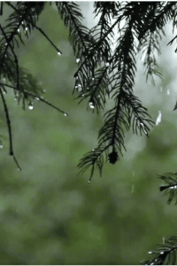മരം പെയ്യുമ്പോൾ...