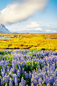 ಸೃಷ್ಟಿಯೇ ಕಲ್ಪವೃಕ್ಷ -