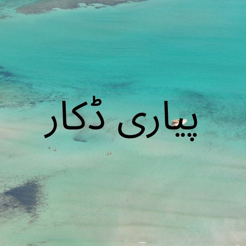 پیاری ڈکار