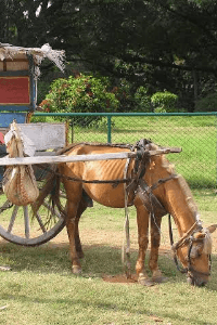 WHY I DREAD HORSE CARTS🙁😃😃
