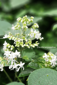 ಇಟ್ಟೆವು ಗಿಡ|ಹಿಲ್ ಗ್ಲೋರಿ ಬೋವರ್(Hill Glory Bower)