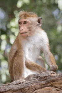 ಡುಂ ಡುಂ ಡುಮಕು ರಾಜ!