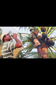 తాటి చెట్టు