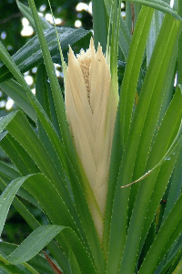 ಕಲ್ಲುಟ್ಟಿ ದಯೆ ಮತ್ತು ಕೇದಿಗೆ ಹೂವು