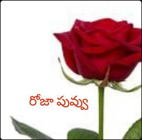 రోజా పువ్వు