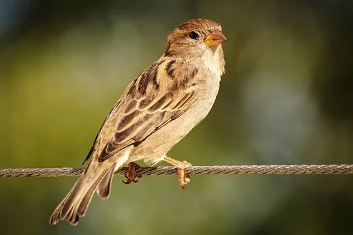 अवलम्बन