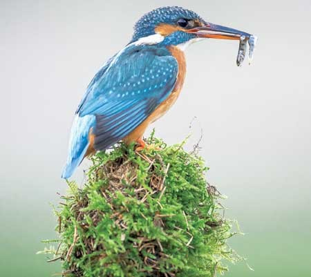 లకుముకి పిట్టలు