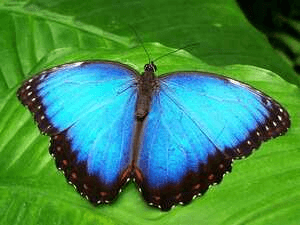 நினைவோ ஒரு பறவை