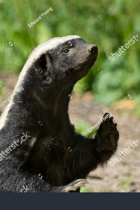 હની બેજર