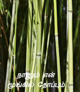 நானும் என் மூங்கில் தோப்பும்