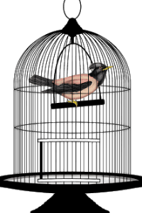 சிறைப் பறவை...