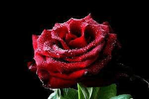గులాబీ పువ్వు . . . . . . !
THE ROSE FLOWER