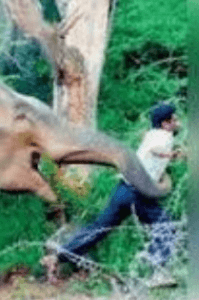 ಕಾಡು ಪ್ರಾಣಿ ಮತ್ತು ಮಾನವ