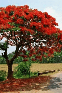 ചുവന്ന വാക മരം