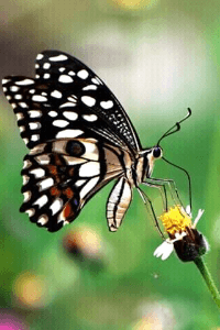 ମନୁଷ୍ୟ ଜୀବନ
