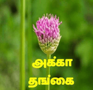 அக்கா தங்கை