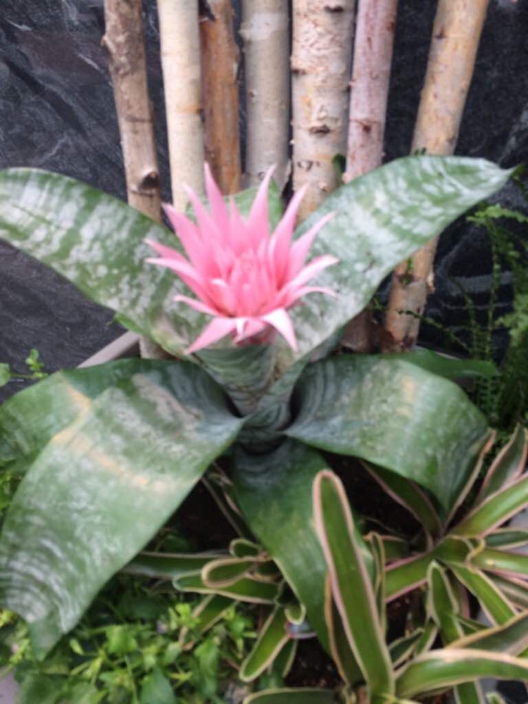 मेरे अपने