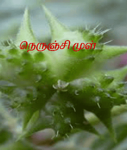 நெருஞ்சி முள்