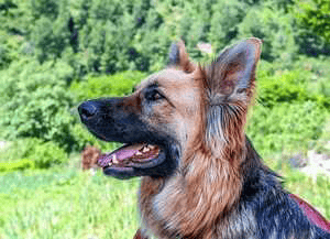 కుక్క 🐶🦮🐕‍🦺- గుంట నక్క🦹‍🦹‍♀️🐺