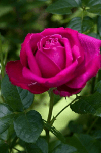 ദാക്ഷായണി