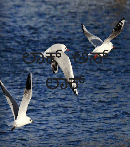 ಲಾಕ್  ಅನ್ ಲಾಕ್