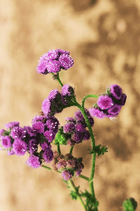 औरत ही औरत की दुश्मन है