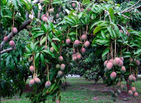 The Mango Grove