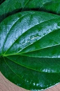 வெற்றிலை கொடி