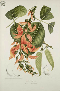 The Palash Tree