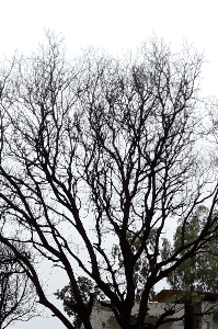 सूखा पेड़