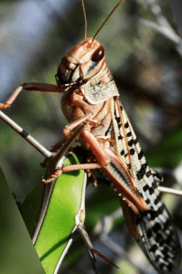 *** ପଙ୍ଗ ପାଳ ***