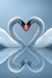 హృదయ అలజడి