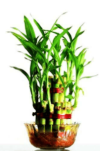 மூங்கில் மரம்