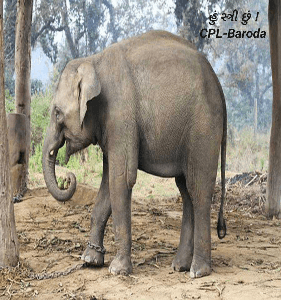 હું સ્ત્રી છું !
CPL-Baroda