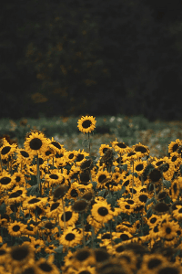 SUNFLOWERS