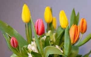 ਜਿੰਦ ਜਾਨ