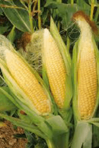 मक्याचे कणीस...