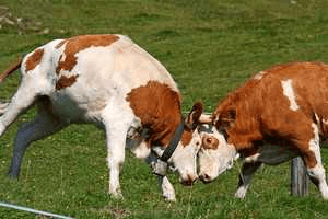 கெடா வெட்டு!