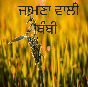 ਜਾਮਣਾ ਵਾਲੀ ਬੰਬੀ