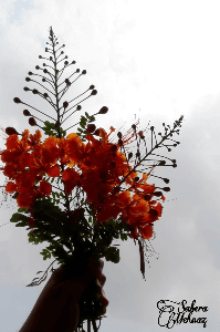 তুমি তো দিয়েছিলে মোরে কৃষ্ণচূড়া ফুল